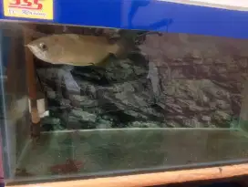 Aquarium Arwana Pino Lengkap