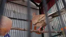 Tekukur rws body gede