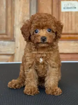 Poodle Betina, Imut dengan Pesona Uniknya!