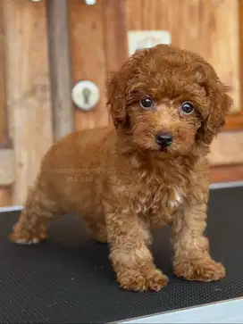 Poodle Jantan, Teman Setia yang Selalu Ceria!