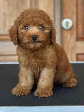 Poodle Jantan, Si Imut yang Penuh Gaya!
