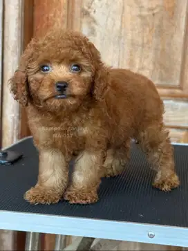 Poodle Jantan, Penuh Kejutan dengan Senyuman Manis!
