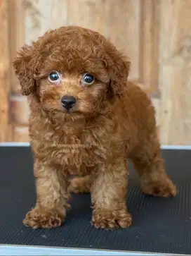 Poodle Jantan, Teman Setia yang Selalu Ceria!