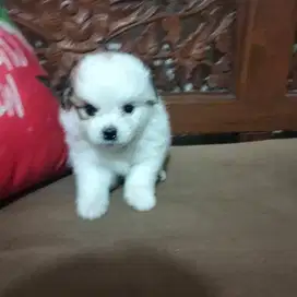 anak anjing minipom party colour