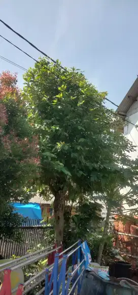 Jual borongan daun salam sepohon