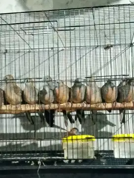 Perkutut lokal alam