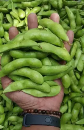 Edamame Prima Plus 1kg