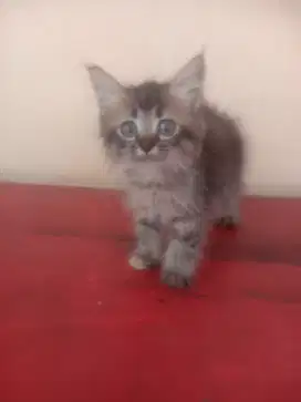 Kitten Persia longhair