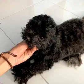 Shitzu Poodle Black Female 8 Bulan