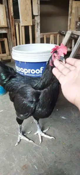 Ayam pelung betina