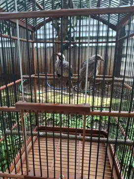 CUCAK ROWO/CUCAK RAWA USIA 3 BULAN