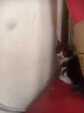Kitten Persia longhair