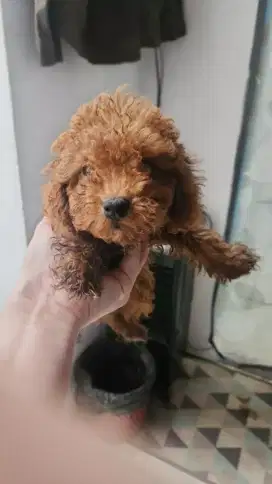 Mini poodle 2 Bulan