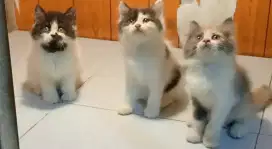 Kucing kitten persia 4 ekor kembar / himalaya / anggora / peaknose