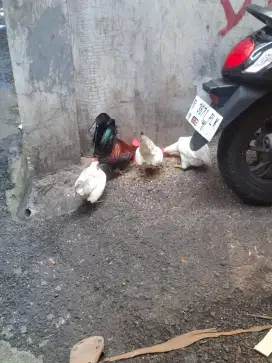 Ayam kate murah borongan