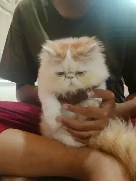 Persia Peaknose