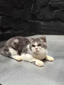 Kucing BSH Scottish Betina