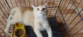 Lepas adopt kitten persia