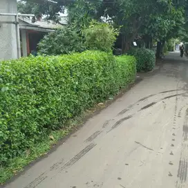 dijual cepat Rumah murah 165 jutaan Kalibaru Depok