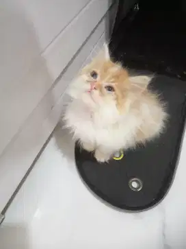 Kitten mix flat longhair gembul gemuk sdh mandiri main mulu lucu