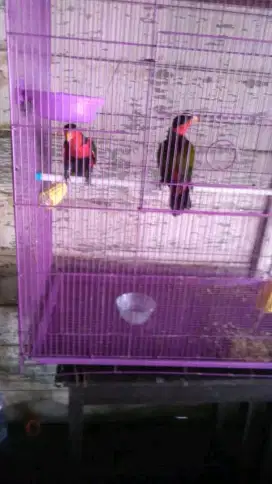Kasturi sepasang siap produksi