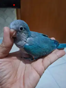 Monk blue parakeet jinak total