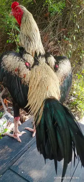 Ayam bangkok 4x win jalu super.