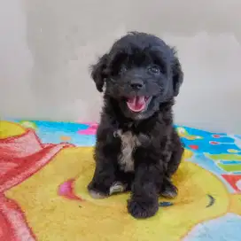 Anak Anjing mix poodle & zitsu 2 bulan