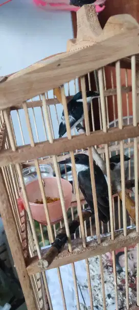 Burung jinjing batu sepasang