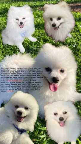 Mini POM Jantan