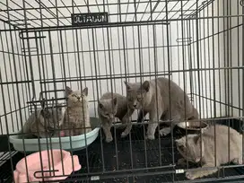 Bsh betina 3 bulan