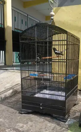 Jual burung kacer dada putih