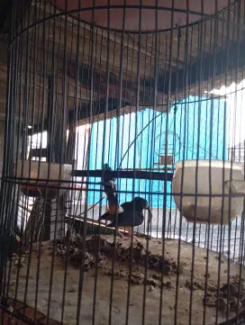 Murai betina balak 6 siapan
