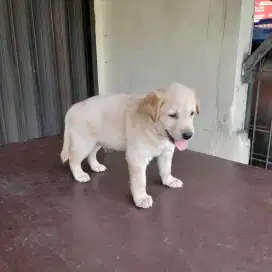 Anak anjing ras besar Big Bone