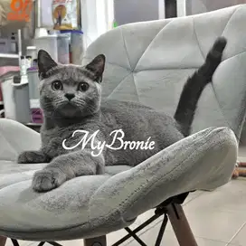 Kucing british shorthair betina 3 bulan murmer