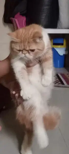 Kucing peaknose shorthair