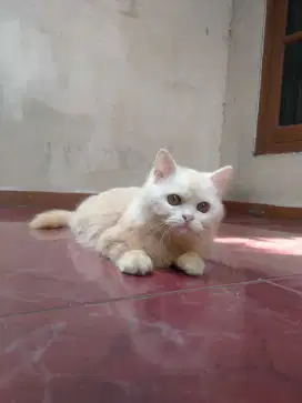 kitten Persia medium betina
