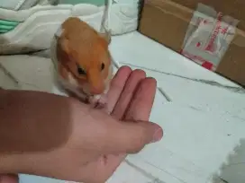 Dijual hewan hamster syhirian