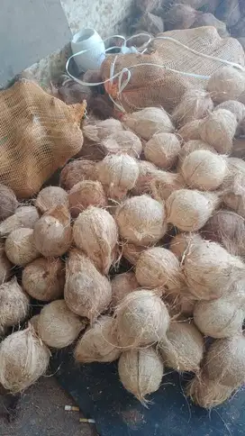Dicari supir untuk antar kelapa
