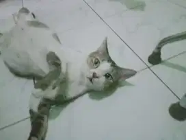 KUCING BETINA MIXDOME