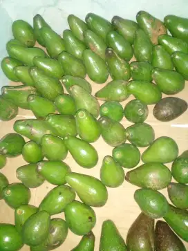 Alpokat mentega