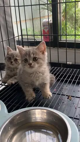 BSH kitten 2 bulan