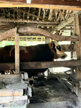 Sapi qurban ukuran lumayan besar di pundungrejo tawangsari