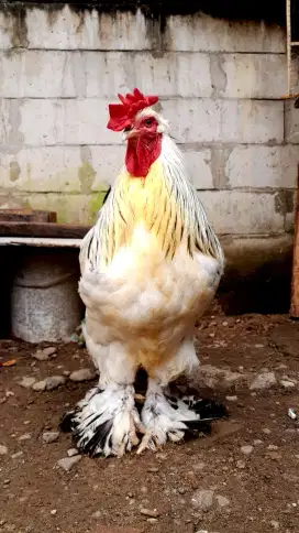 Ayam brahma colombia light