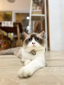 Pacak Kucing Ragdoll Bicolor