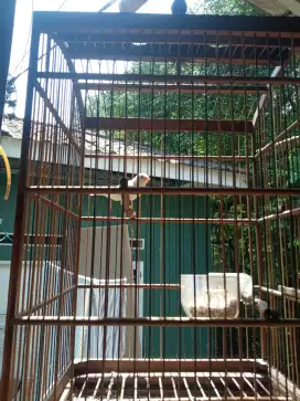 Kenari putih betina