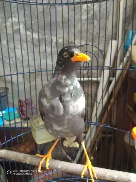 Jalak kebo blorok