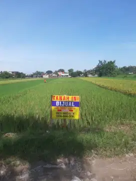 Dijual Tanah Sawah SHM di Jalan Candi Sambisari Yogyakarta