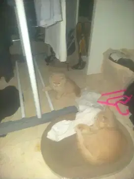 Dijual kucing umur 3 bulan jenis kelamin cewe dan cowo