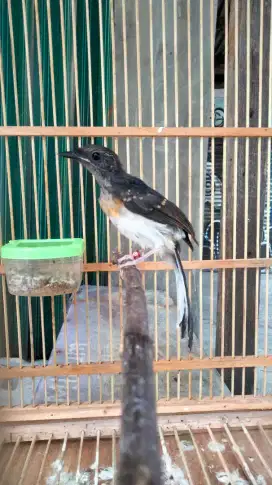 Murai Batu Medan Jantan Split Panda Ekor Panjang Lengkung